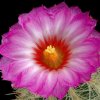Thelocactus_bicolor_wagnerianus