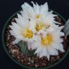 Thelocactus_hexaedrophorus