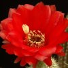 Trichocereus_huascha