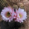 Tricocereus