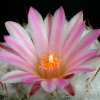 Turbinicarpus_lauii