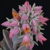 echeveria_metallica