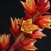 echeveria_multicaulis