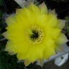 echinopsis_celia