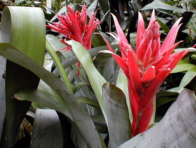 Aechmea_Freiderike