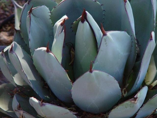 Agave_1