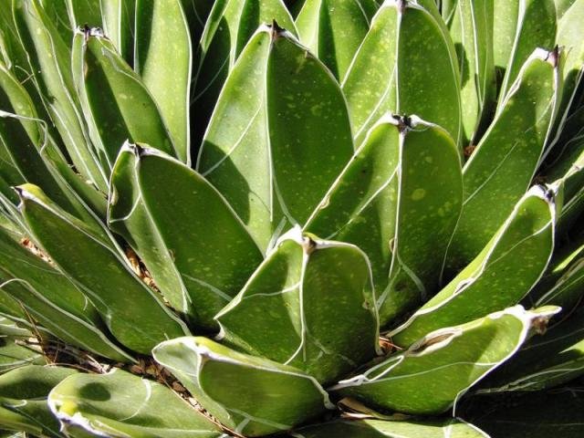 Agave_victoria_reginae