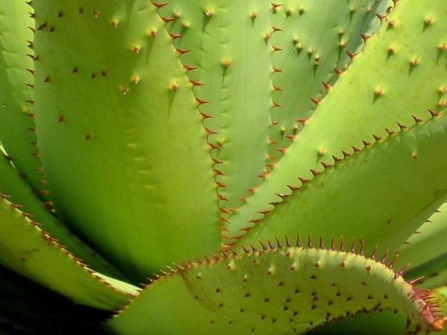 Aloe_1