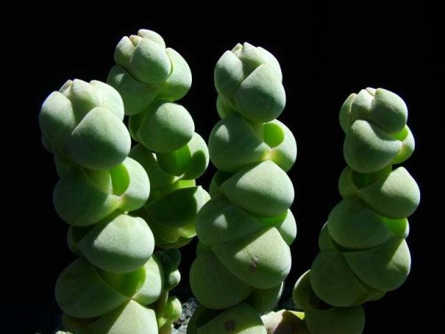 Crassula