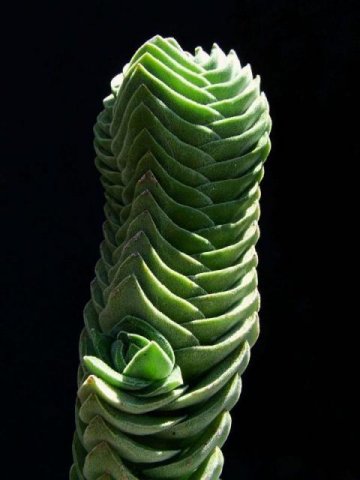 Crassula_2
