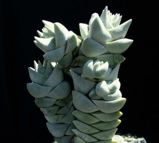 Crassula_3