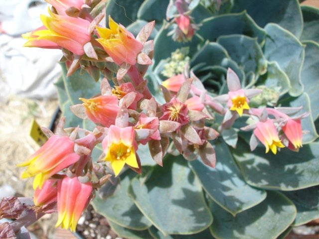 Echeveria_1