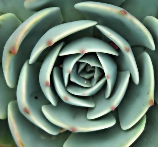 Echeveria_2