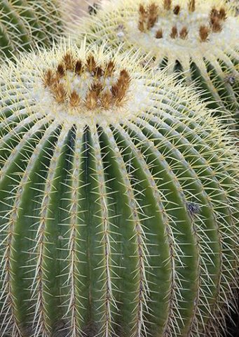Echinocactus_grussonii_1