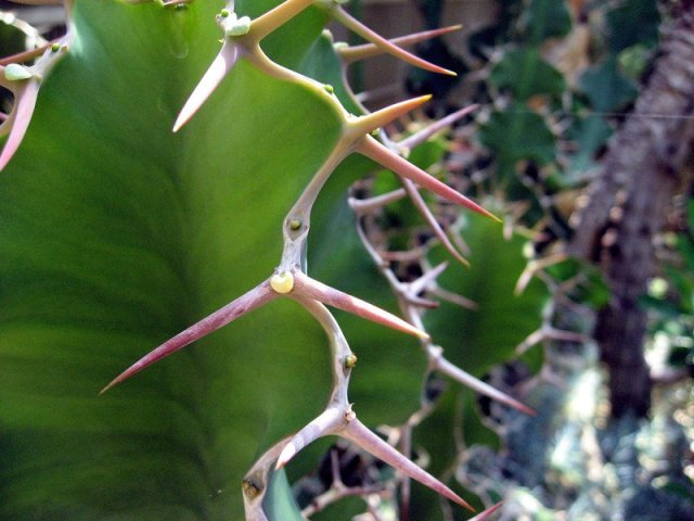 Euphorbia