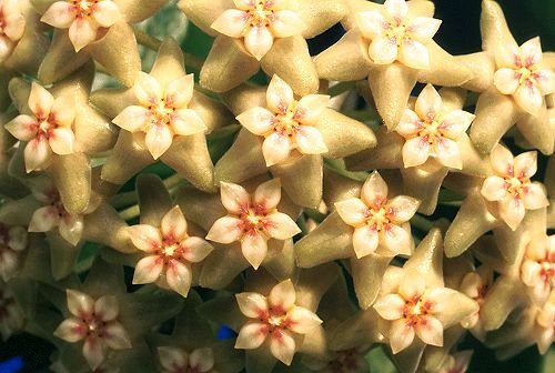 Hoya_neocaledonica