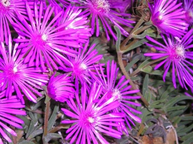 Lampranthus