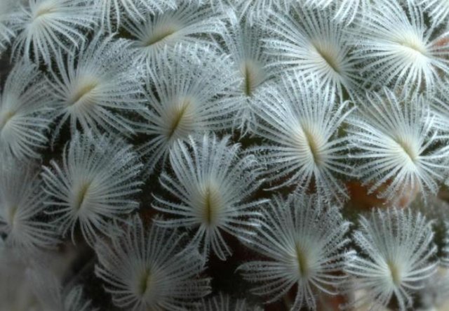 Mammillaria_sanchez_mejorad