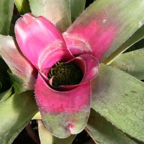 Neoregelia_carolinae
