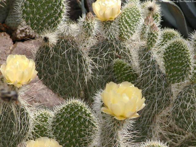 Opuntia_2