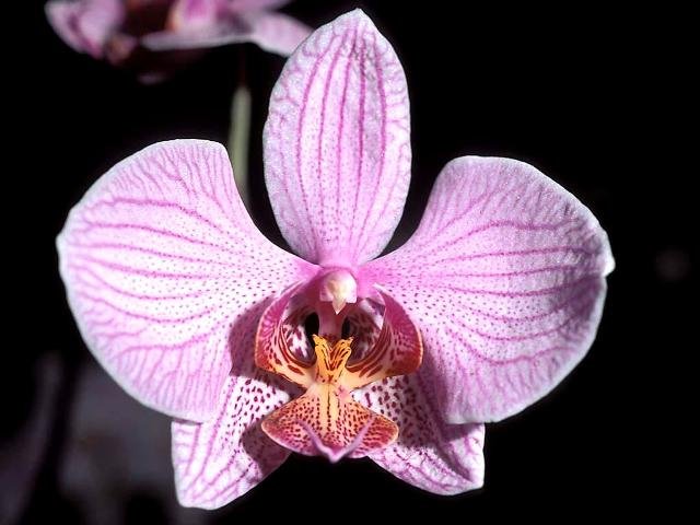 Phalaenopsis