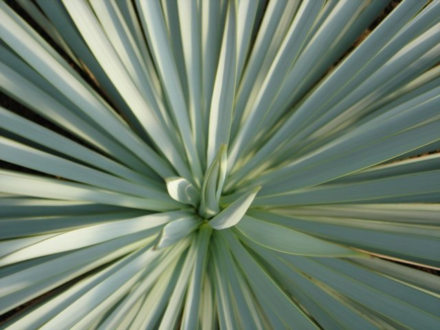 Yucca