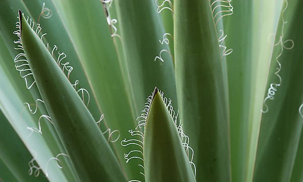 Yucca_1
