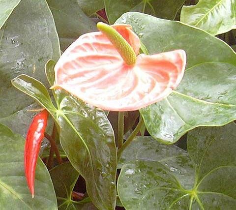 anthurium_andraeanum
