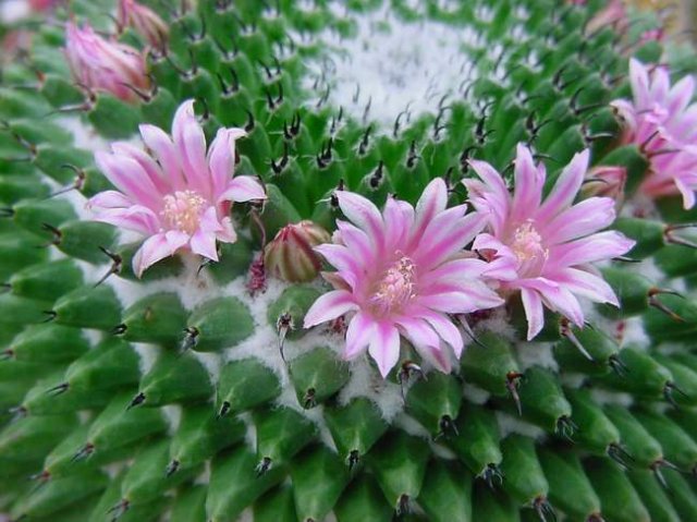 mammillaria_bachmannii