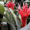 Aechmea_Freiderike