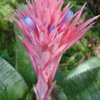 Aechmea_fasciata