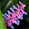 Aechmea_gamosepala