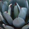 Agave_1