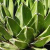 Agave_victoria_reginae
