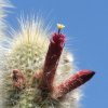Cleistocactus_1