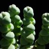 Crassula