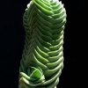 Crassula_2