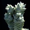 Crassula_3