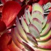 Crassula_4
