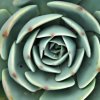 Echeveria_2