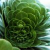 Echeveria_3