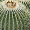 Echinocactus_grussonii_1