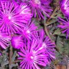 Lampranthus