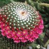 Mammilaria_3