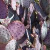 Opuntia_3