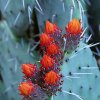 Opuntia_4