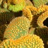 Opuntia_microdasys_1