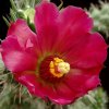Opuntia_spinosior