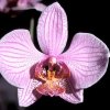 Phalaenopsis