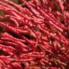Salicornia_virginica